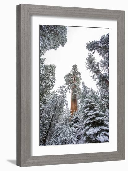 Looking Up At The Canopy Of Large Trees In Sequoia National Park, California-Michael Hanson-Framed Photographic Print