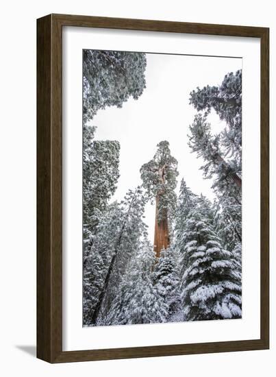 Looking Up At The Canopy Of Large Trees In Sequoia National Park, California-Michael Hanson-Framed Photographic Print