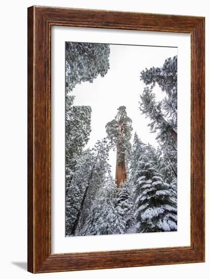 Looking Up At The Canopy Of Large Trees In Sequoia National Park, California-Michael Hanson-Framed Photographic Print