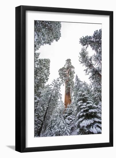 Looking Up At The Canopy Of Large Trees In Sequoia National Park, California-Michael Hanson-Framed Photographic Print