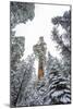 Looking Up At The Canopy Of Large Trees In Sequoia National Park, California-Michael Hanson-Mounted Photographic Print