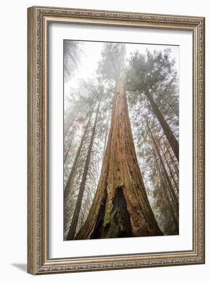 Looking Up From The Base Of A Large Sequoia Tree In Sequoia National Park, California-Michael Hanson-Framed Photographic Print