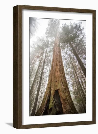 Looking Up From The Base Of A Large Sequoia Tree In Sequoia National Park, California-Michael Hanson-Framed Photographic Print