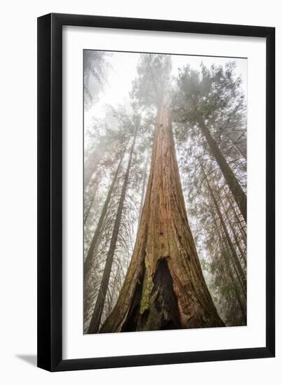 Looking Up From The Base Of A Large Sequoia Tree In Sequoia National Park, California-Michael Hanson-Framed Photographic Print