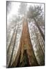 Looking Up From The Base Of A Large Sequoia Tree In Sequoia National Park, California-Michael Hanson-Mounted Photographic Print