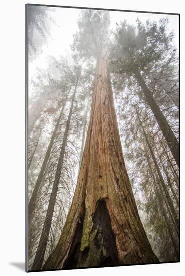 Looking Up From The Base Of A Large Sequoia Tree In Sequoia National Park, California-Michael Hanson-Mounted Photographic Print