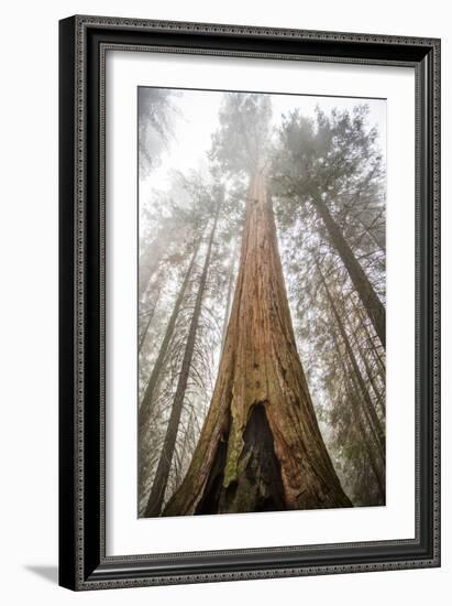 Looking Up From The Base Of A Large Sequoia Tree In Sequoia National Park, California-Michael Hanson-Framed Photographic Print