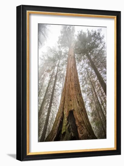 Looking Up From The Base Of A Large Sequoia Tree In Sequoia National Park, California-Michael Hanson-Framed Photographic Print