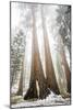 Looking Up From The Base Of A Large Sequoia Tree In Sequoia National Park, California-Michael Hanson-Mounted Photographic Print