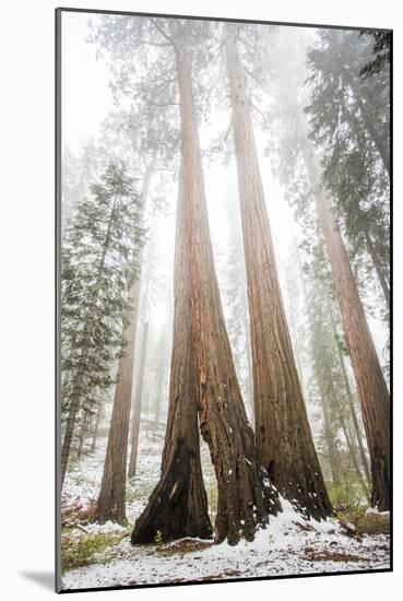 Looking Up From The Base Of A Large Sequoia Tree In Sequoia National Park, California-Michael Hanson-Mounted Photographic Print