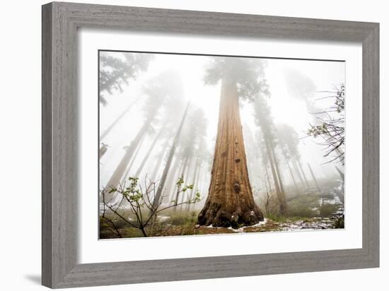 Looking Up From The Base Of A Large Sequoia Tree In Sequoia National Park, California-Michael Hanson-Framed Photographic Print