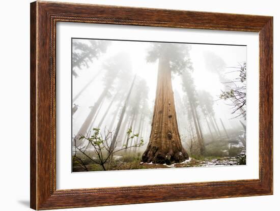 Looking Up From The Base Of A Large Sequoia Tree In Sequoia National Park, California-Michael Hanson-Framed Photographic Print