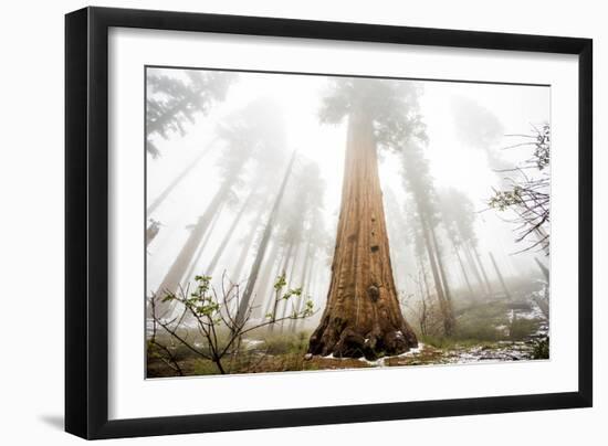 Looking Up From The Base Of A Large Sequoia Tree In Sequoia National Park, California-Michael Hanson-Framed Photographic Print