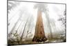 Looking Up From The Base Of A Large Sequoia Tree In Sequoia National Park, California-Michael Hanson-Mounted Photographic Print