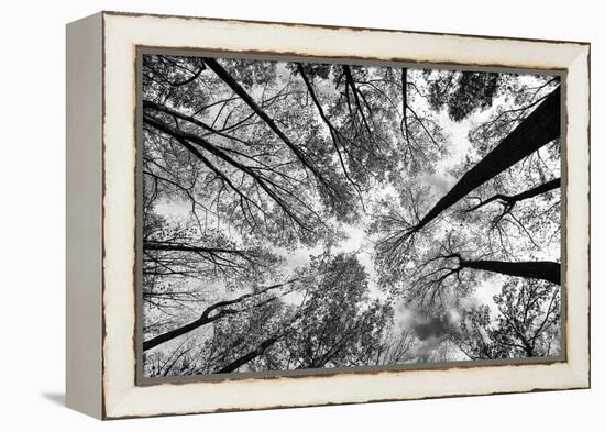Looking Up I BW-Aledanda-Framed Stretched Canvas