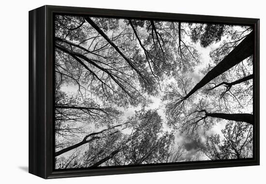 Looking Up I BW-Aledanda-Framed Stretched Canvas