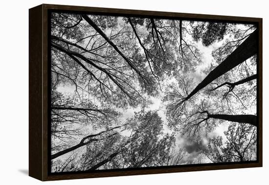 Looking Up I BW-Aledanda-Framed Stretched Canvas