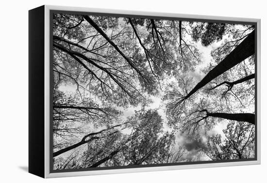 Looking Up I BW-Aledanda-Framed Stretched Canvas