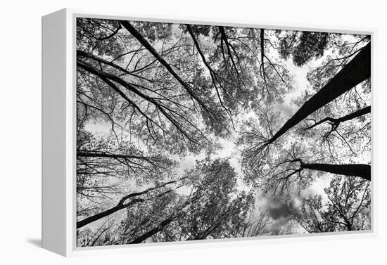 Looking Up I BW-Aledanda-Framed Stretched Canvas