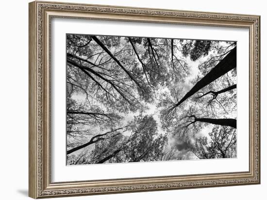 Looking Up I BW-Aledanda-Framed Premium Giclee Print