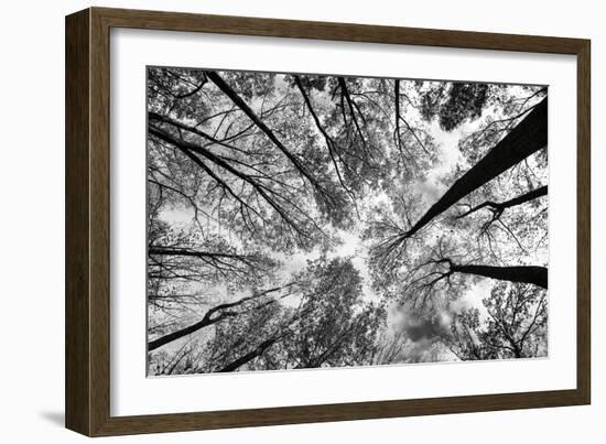 Looking Up I BW-Aledanda-Framed Premium Giclee Print