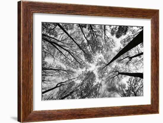 Looking Up I BW-Aledanda-Framed Premium Giclee Print