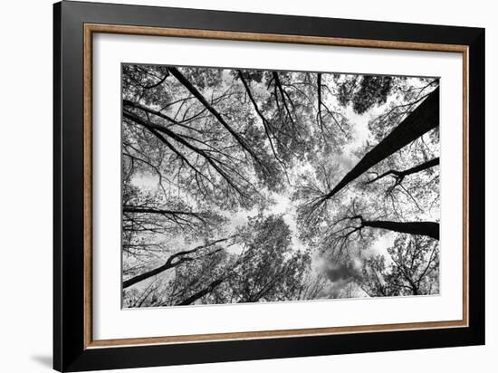 Looking Up I BW-Aledanda-Framed Premium Giclee Print