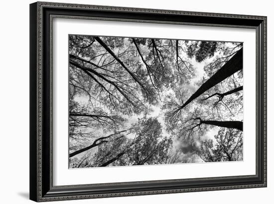 Looking Up I BW-Aledanda-Framed Premium Giclee Print