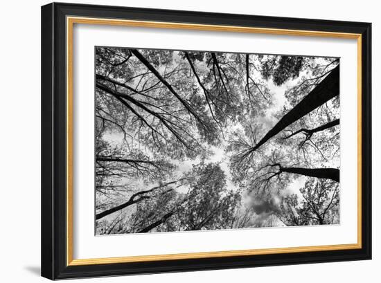 Looking Up I BW-Aledanda-Framed Premium Giclee Print