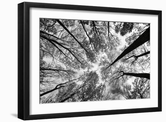 Looking Up I BW-Aledanda-Framed Art Print