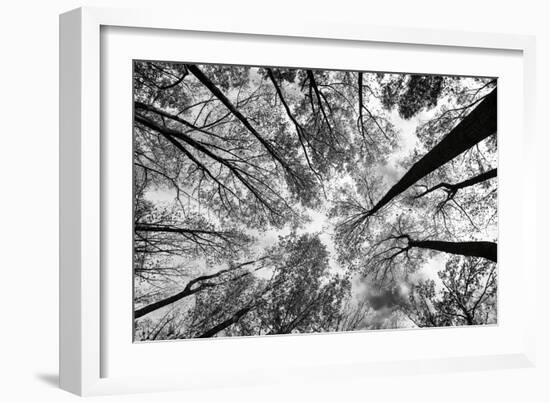 Looking Up I BW-Aledanda-Framed Art Print