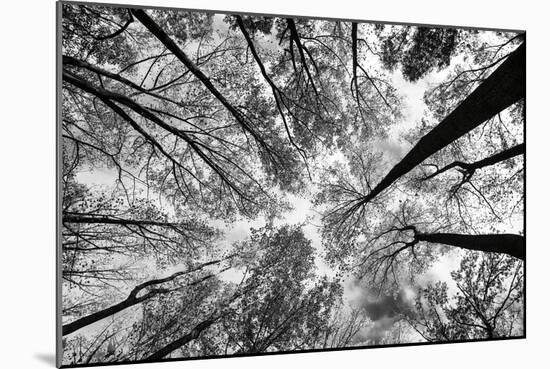 Looking Up I BW-Aledanda-Mounted Art Print