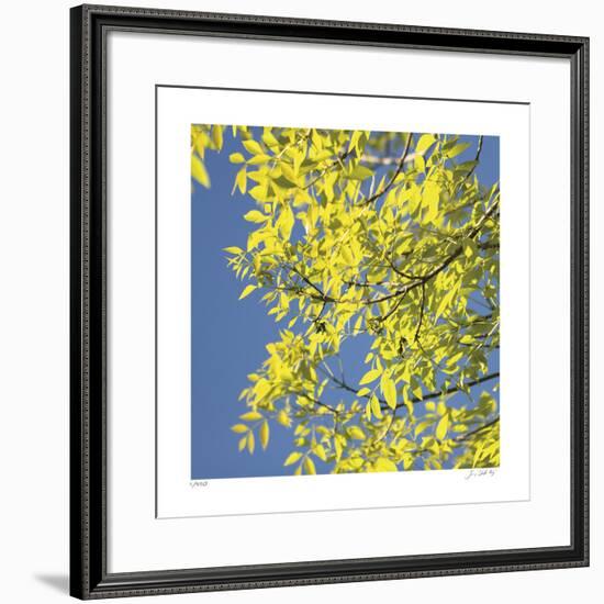 Looking Up Square-Joy Doherty-Framed Giclee Print