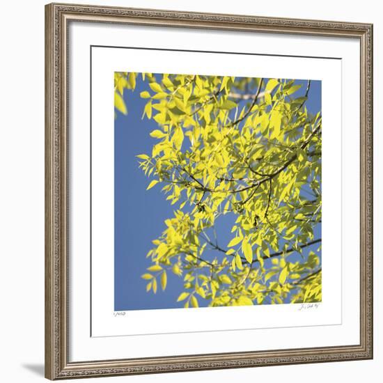 Looking Up Square-Joy Doherty-Framed Giclee Print