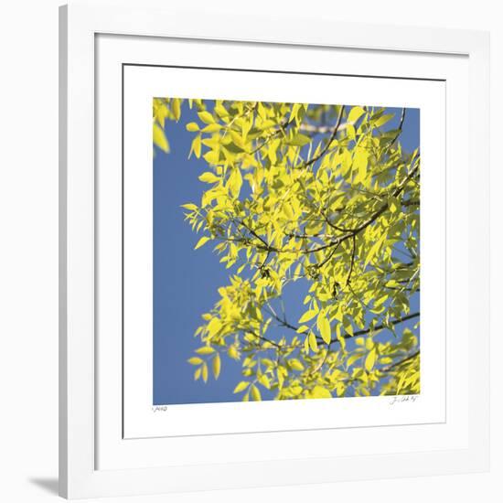 Looking Up Square-Joy Doherty-Framed Giclee Print