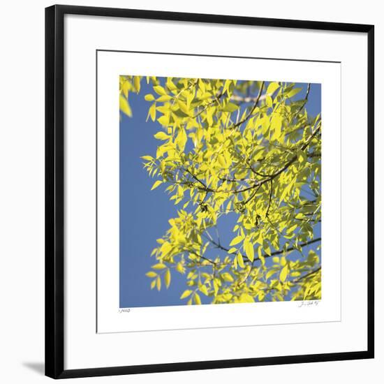 Looking Up Square-Joy Doherty-Framed Giclee Print