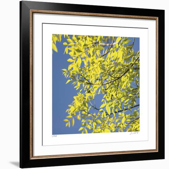 Looking Up Square-Joy Doherty-Framed Giclee Print