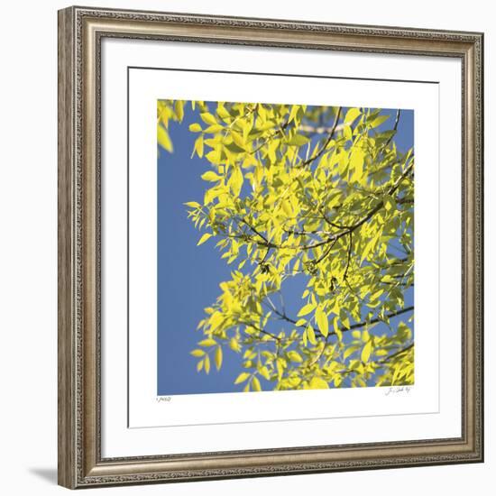 Looking Up Square-Joy Doherty-Framed Giclee Print