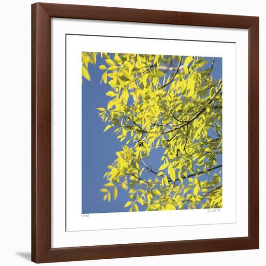 Looking Up Square-Joy Doherty-Framed Giclee Print