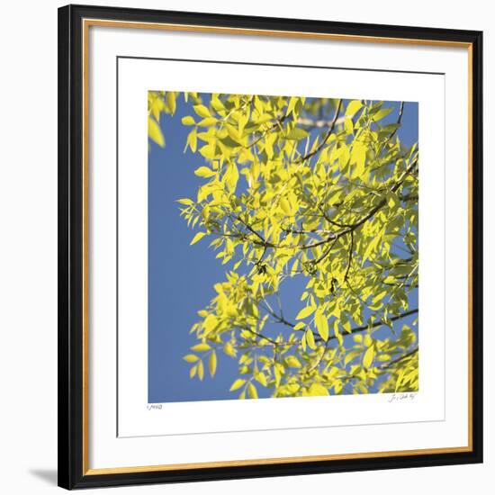 Looking Up Square-Joy Doherty-Framed Giclee Print