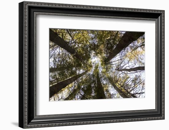 Looking Up Towards Treetops, Red Pine Plantation, Mohawk Trail State Forest-Susan Pease-Framed Photographic Print