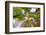 Looking up trees in autumn, Baden-Wurttemberg, Germany-Panoramic Images-Framed Photographic Print