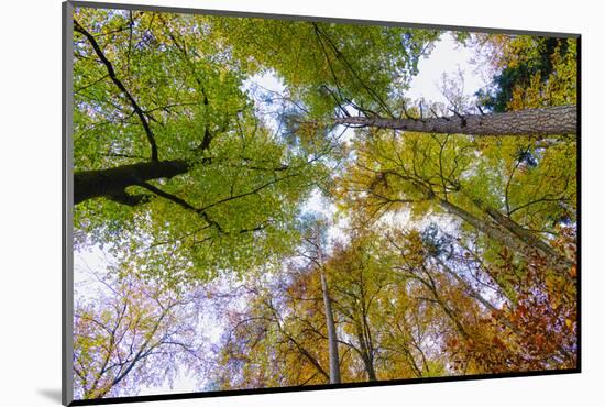 Looking up trees in autumn, Baden-Wurttemberg, Germany-Panoramic Images-Mounted Photographic Print