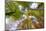 Looking up trees in autumn, Baden-Wurttemberg, Germany-Panoramic Images-Mounted Photographic Print