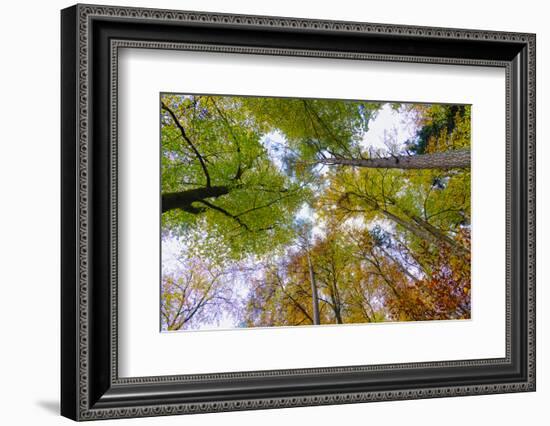 Looking up trees in autumn, Baden-Wurttemberg, Germany-Panoramic Images-Framed Photographic Print