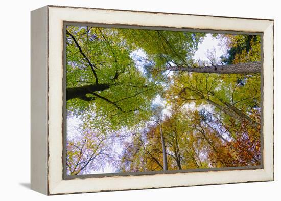 Looking up trees in autumn, Baden-Wurttemberg, Germany-Panoramic Images-Framed Premier Image Canvas