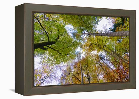 Looking up trees in autumn, Baden-Wurttemberg, Germany-Panoramic Images-Framed Premier Image Canvas