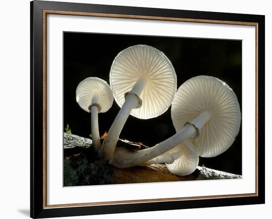 Looking Up under the Gills of Toadstools of Porcelain Fungus, Cornwall, UK-Ross Hoddinott-Framed Photographic Print