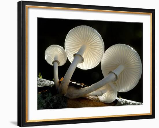 Looking Up under the Gills of Toadstools of Porcelain Fungus, Cornwall, UK-Ross Hoddinott-Framed Photographic Print