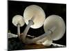 Looking Up under the Gills of Toadstools of Porcelain Fungus, Cornwall, UK-Ross Hoddinott-Mounted Photographic Print